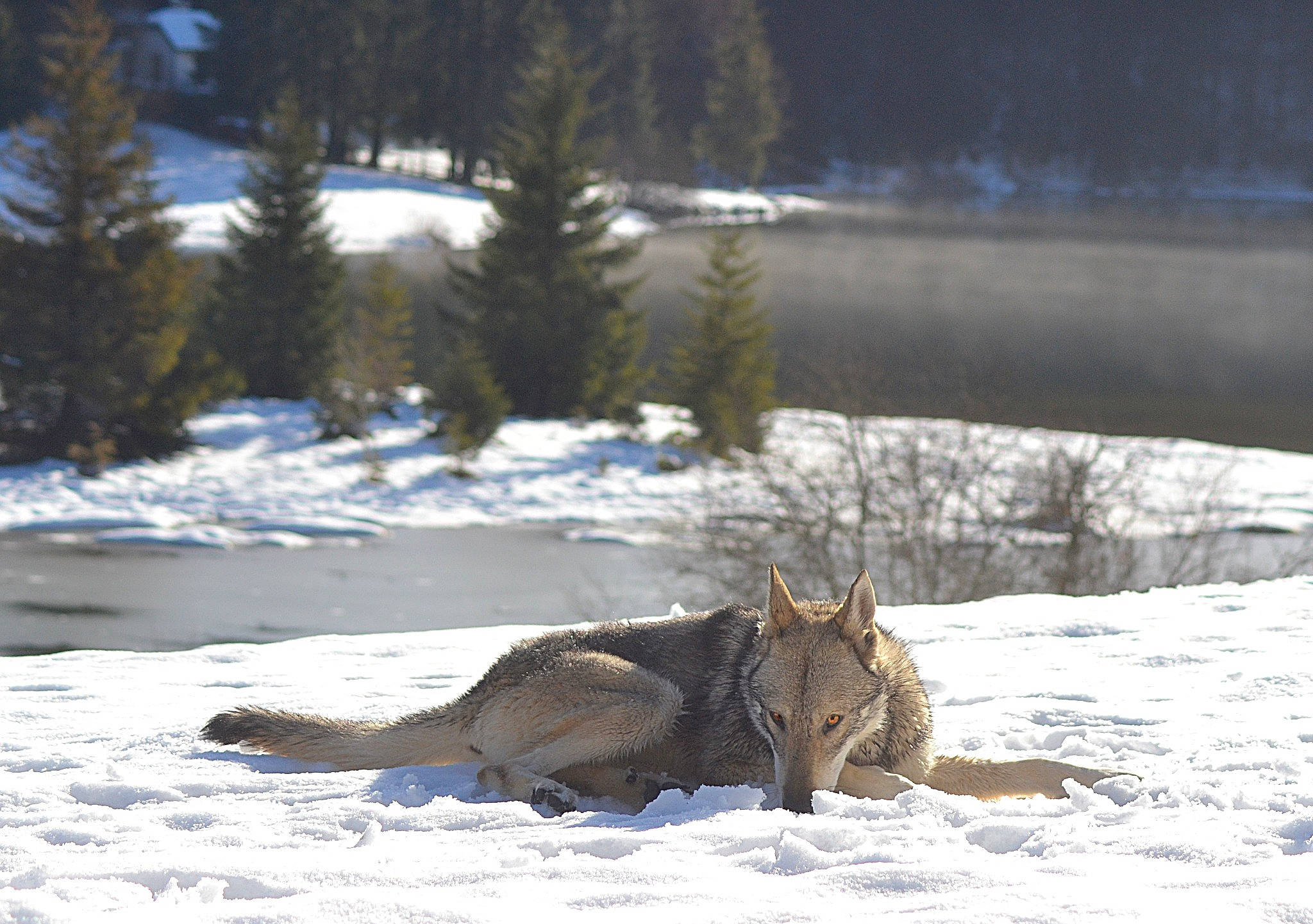 äska participe au concours pour gagner de l'argent avec cette photo : canidae, canis, canis_lupus_tundrarum, carnivore, conifer, coyote, fox, freezing, glacial_landform, grey_fox, jackal, precipitation, red_fox, red_wolf, snout, snow, swift_fox, wildlife, winter, wolf