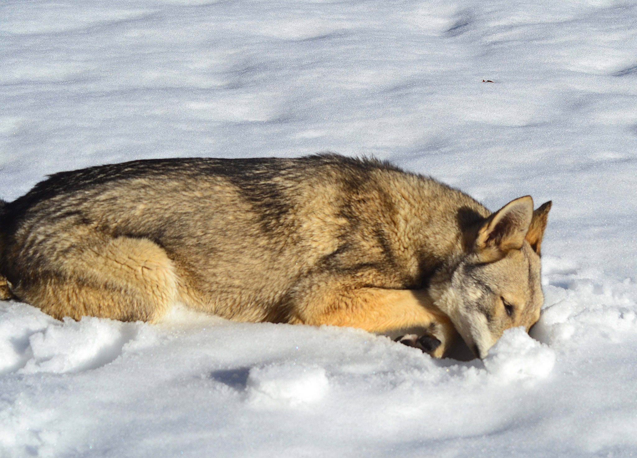 äska a rejoint le concours — aidez-le/la à gagner de superbes lots ! canidae, canis, carnivore, coyote, dog, dog_breed, freezing, fur, geological_phenomenon, snout, snow, vertebrate, wildlife, winter, wolf, wolfdog, working_dog