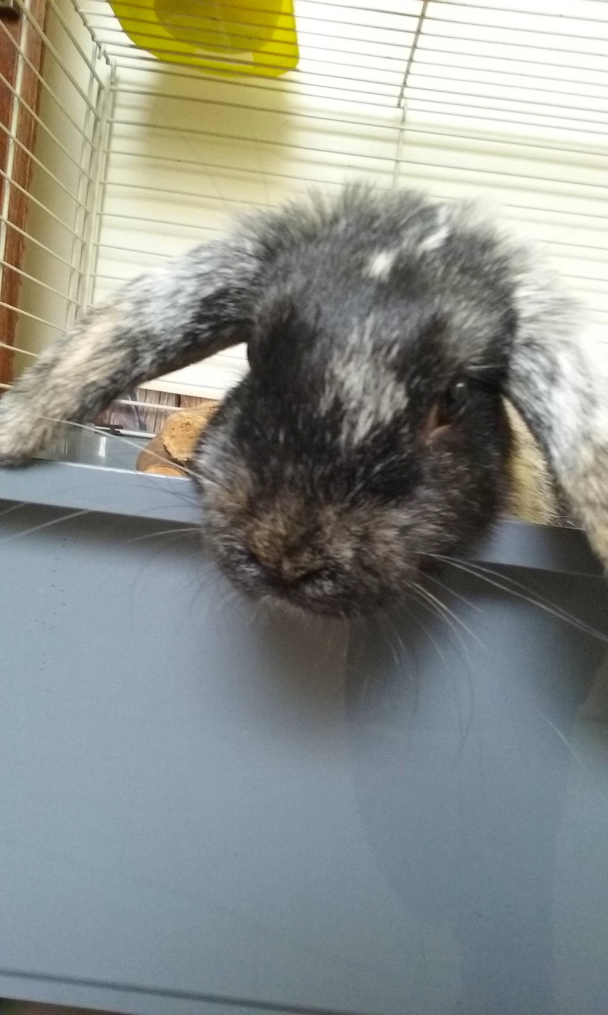 Kira participe au concours pour gagner de l'argent avec cette photo : angora_rabbit, domestic_rabbit, ear, fur, rabbit, rabbits_and_hares, rodent, snout, tail, whiskers