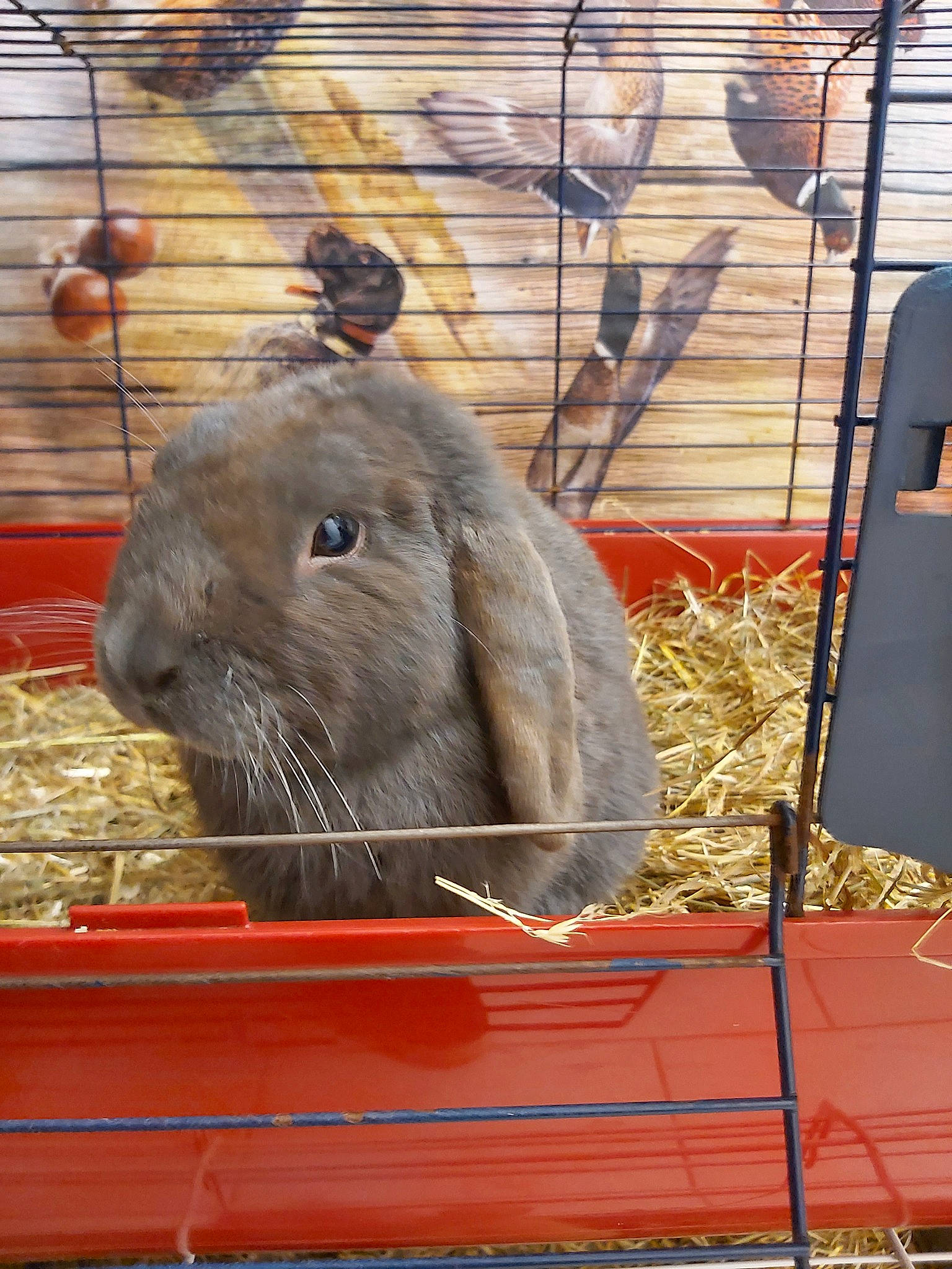 Tuc participe au concours pour gagner de l'argent avec cette photo : animal_shelter, cage, degu, domestic_rabbit, fawn, gerbil, hare, mammal, organism, rabbit, rabbits_and_hares, rodent, snout, vertebrate, whiskers, wildlife