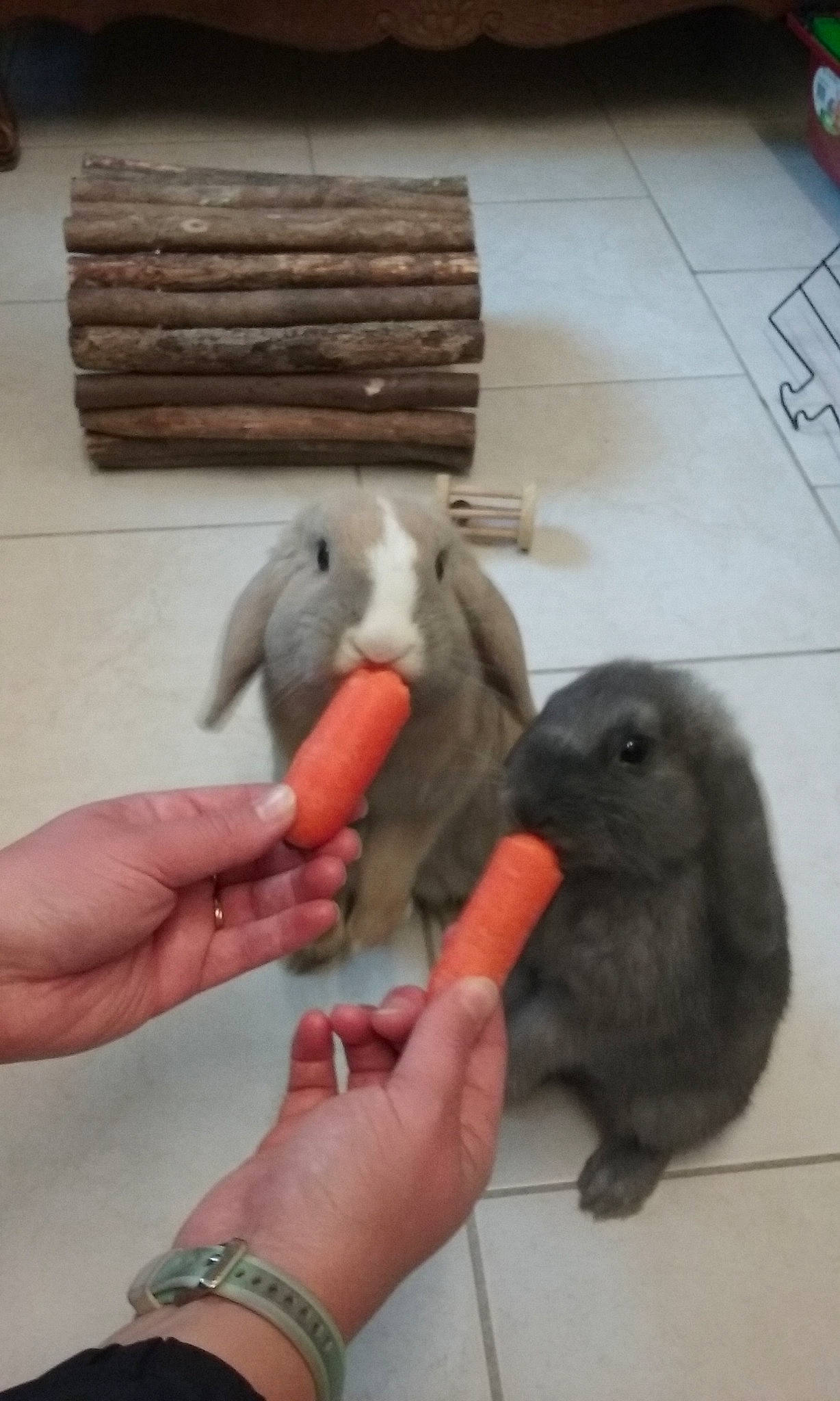 Tuc a rejoint le concours — aidez-le/la à gagner de superbes lots ! domestic_rabbit, fawn, hand, pigeons_and_doves, rabbit, rabbits_and_hares