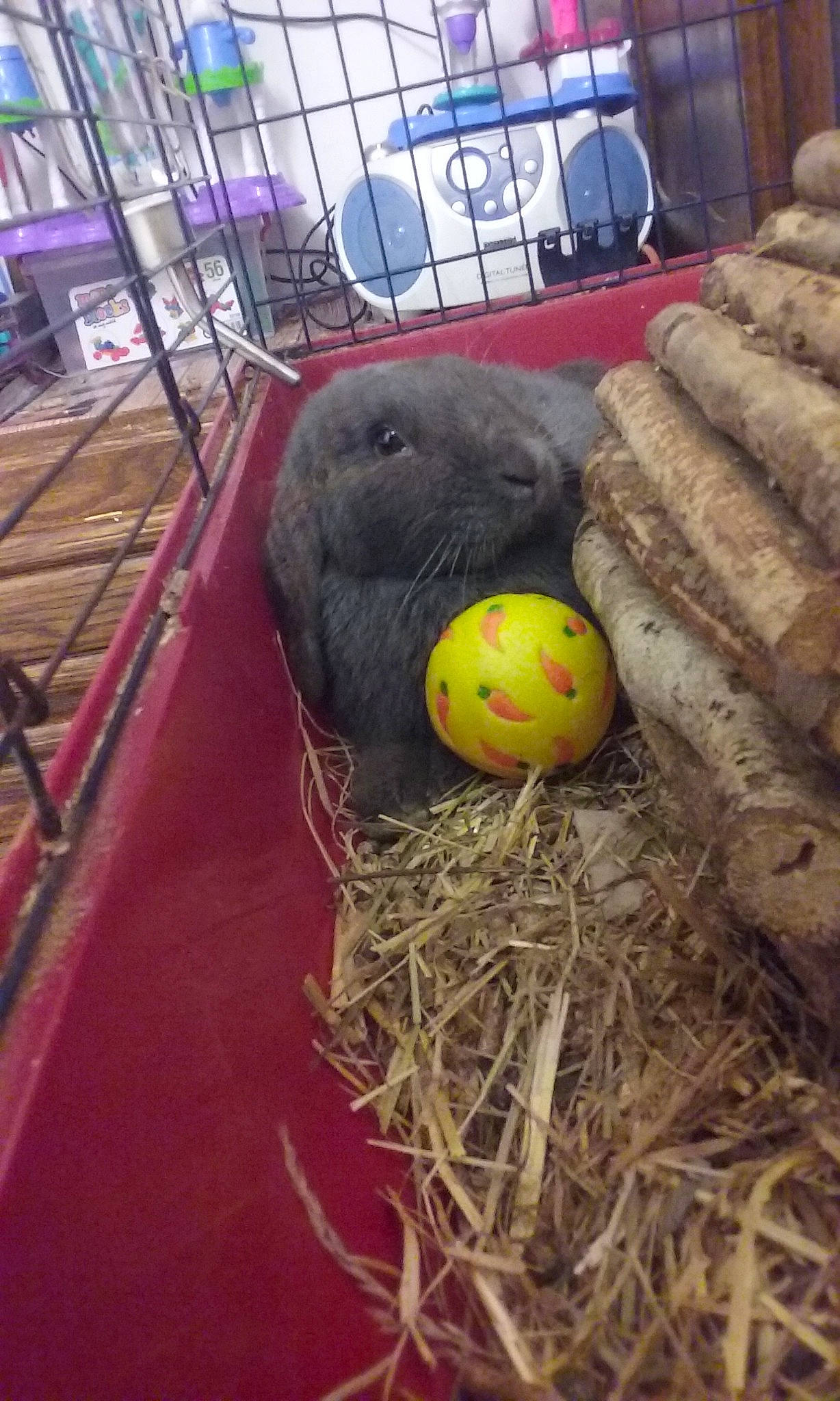 Tuc a rejoint le concours — aidez-le/la à gagner de superbes lots ! domestic_rabbit