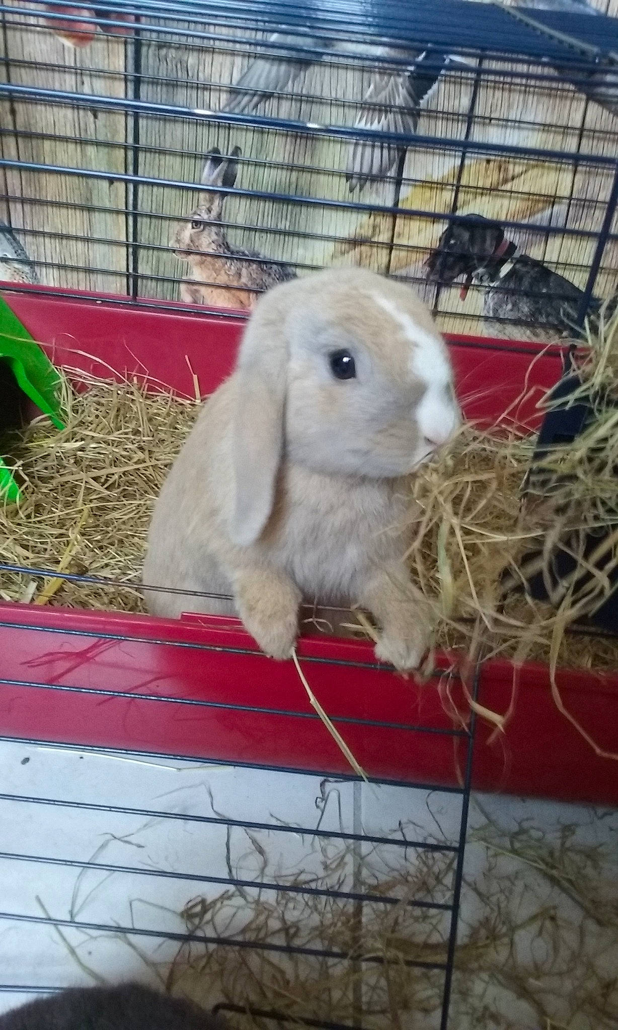 Winter participe au concours pour gagner de l'argent avec cette photo : animal_shelter, cage, domestic_rabbit, fawn, hare, mammal, rabbit, rabbits_and_hares