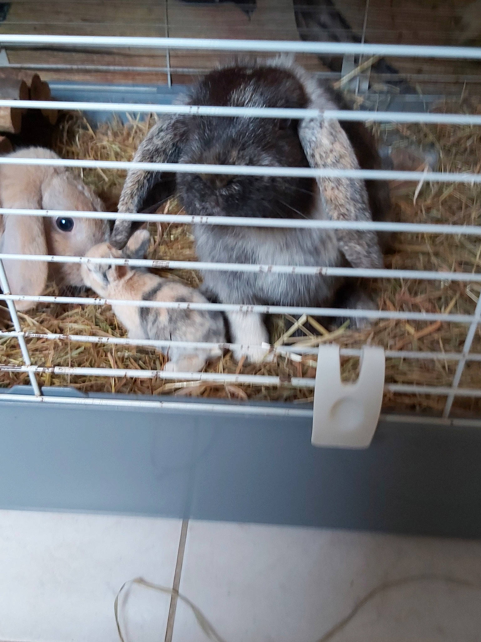 Winter a rejoint le concours — aidez-le/la à gagner de superbes lots ! animal_shelter, cage, chinchilla, degu, domestic_rabbit, fawn, fur, gerbil, muridae, rabbit, rabbits_and_hares, rodent, room, tail, tile, whiskers