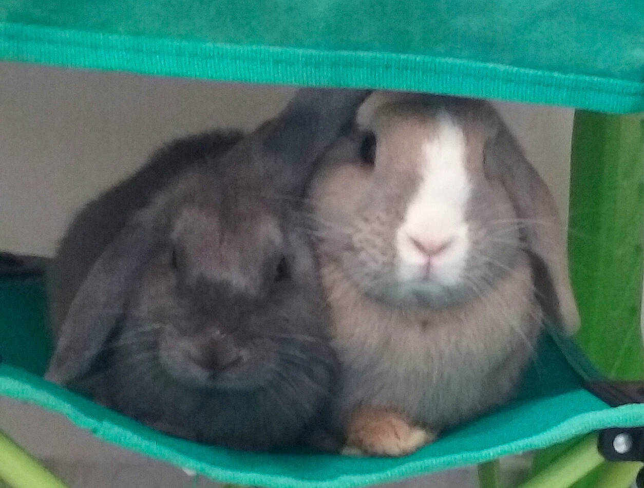 Winter a rejoint le concours — aidez-le/la à gagner de superbes lots ! domestic_rabbit, fawn, guinea_pig, mammal, rabbit, rabbits_and_hares, snout, vertebrate, whiskers