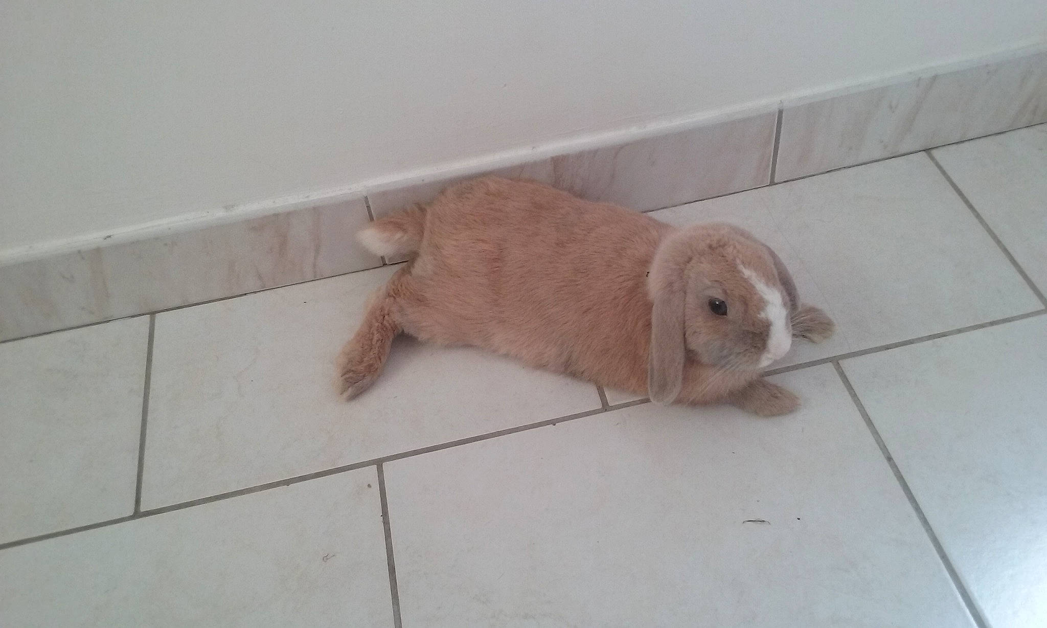 Winter participe au concours pour gagner de l'argent avec cette photo : canidae, carnivore, cockapoo, companion_dog, dog, dog_breed, fawn, floor, golden_retriever, mammal, puppy, sporting_group