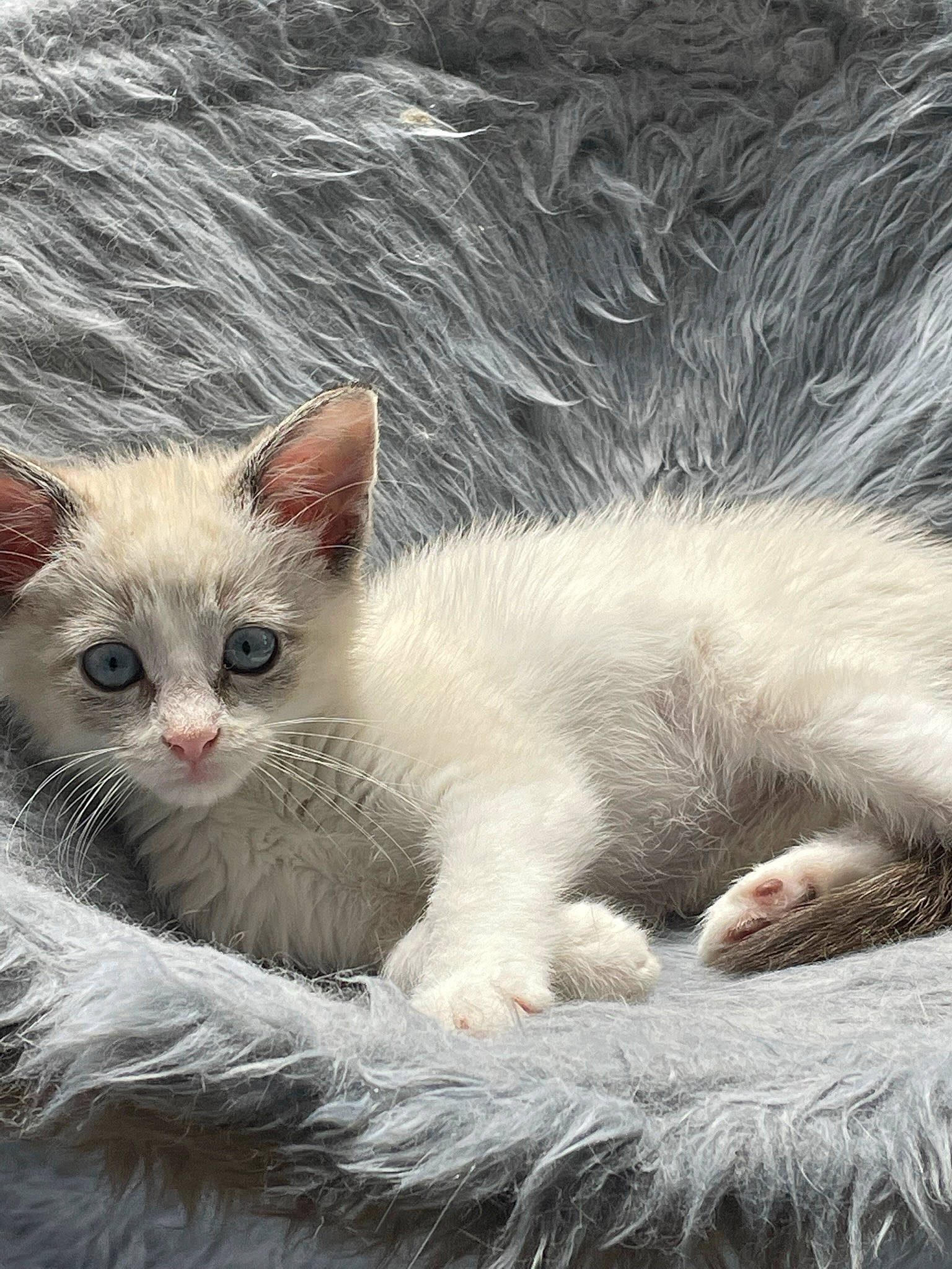 Gabby is registered to the contest to win money with this photo: carnivore, cat, claw, domestic_short_haired_cat, felidae, fur, paw, small_to_medium_sized_cats, snout, tail, terrestrial_animal, whiskers, window