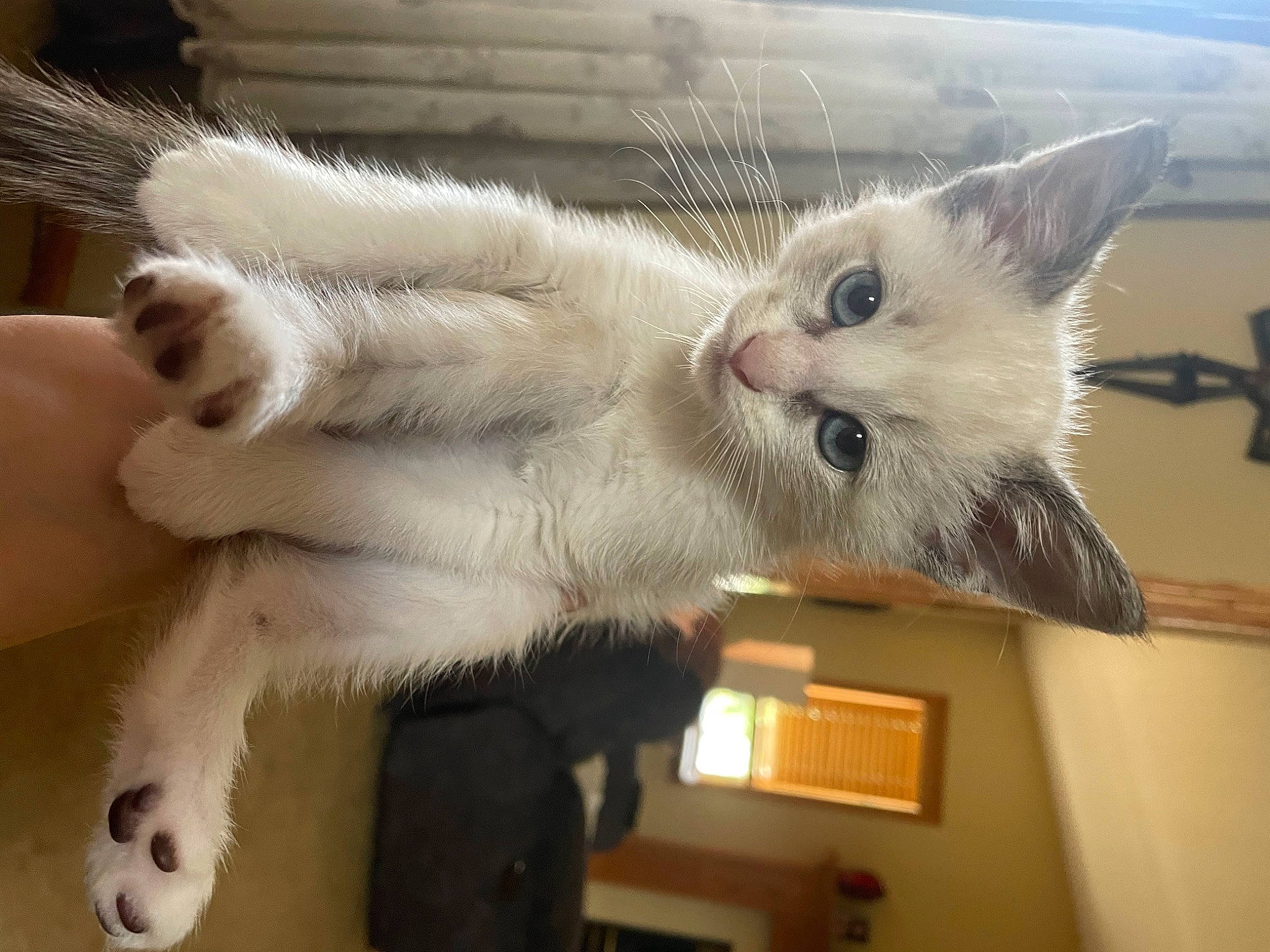 Gabby joined the competition — help win amazing prizes! carnivore, cat, claw, domestic_short_haired_cat, fawn, felidae, fur, paw, picture_frame, small_to_medium_sized_cats, snout, tail, vehicle, whiskers