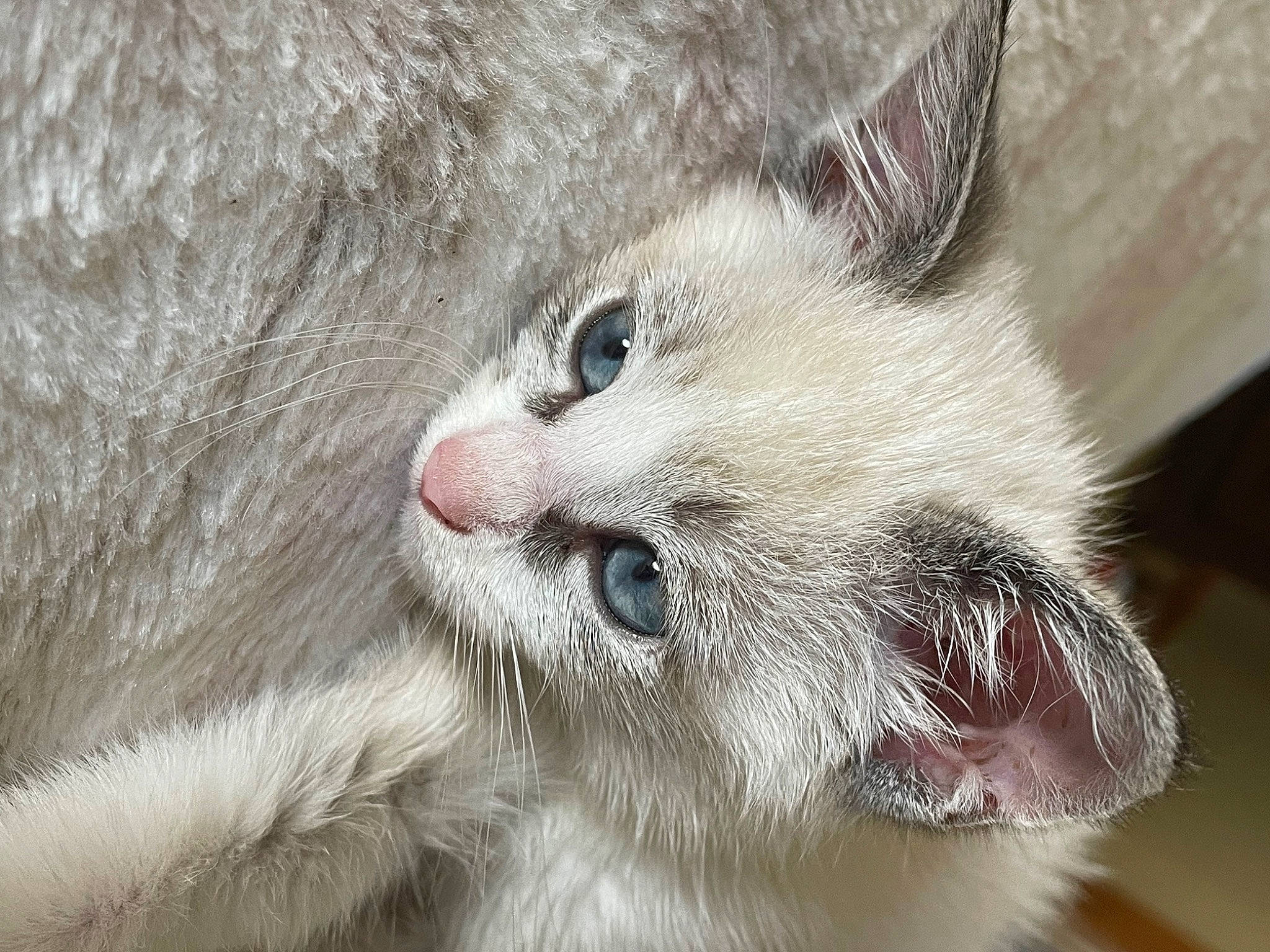 Gabby is registered to the contest to win money with this photo: carnivore, cat, claw, domestic_short_haired_cat, fang, fawn, felidae, fur, paw, small_to_medium_sized_cats, snout, terrestrial_animal, whiskers, wildlife