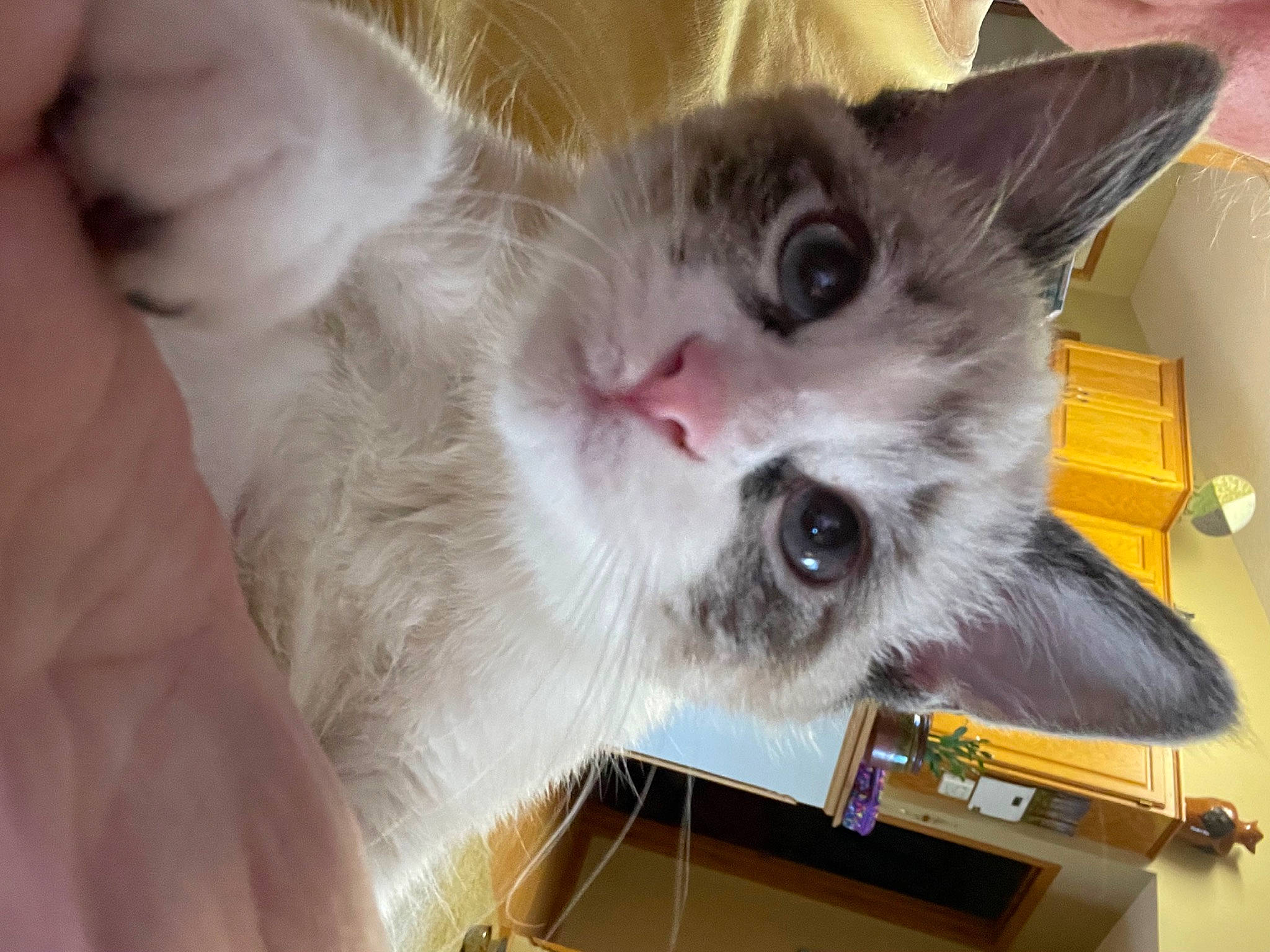 Gabby is registered to the contest to win money with this photo: box, carnivore, cat, domestic_short_haired_cat, fang, fawn, felidae, fur, paw, small_to_medium_sized_cats, snout, tail, whiskers