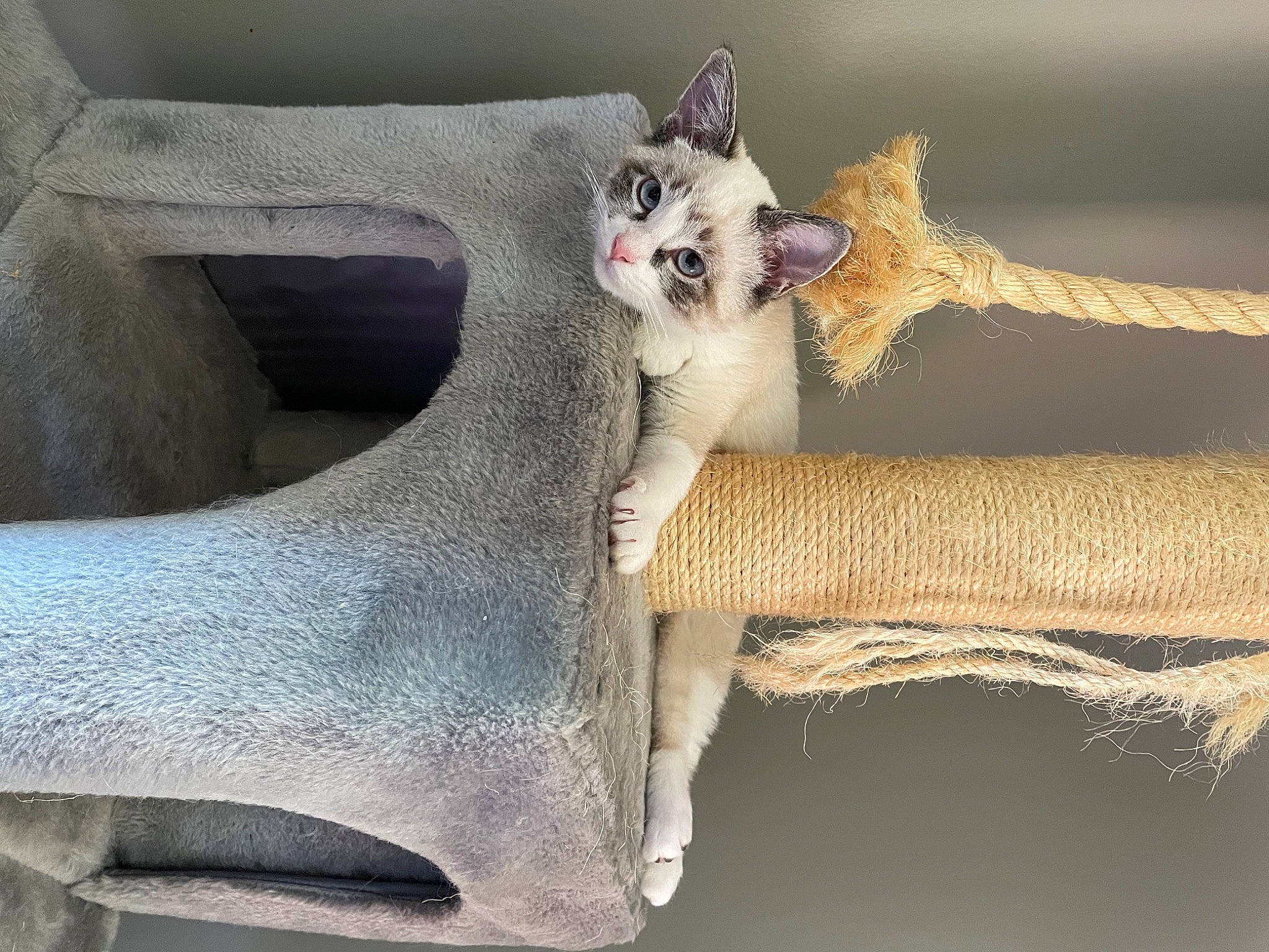 Gabby joined the competition — help win amazing prizes! art, carnivore, cat, chair, comfort, domestic_short_haired_cat, fawn, felidae, fur, grey, plant, small_to_medium_sized_cats, snout, tail, terrestrial_animal, tree, trunk, twig, whiskers, wood