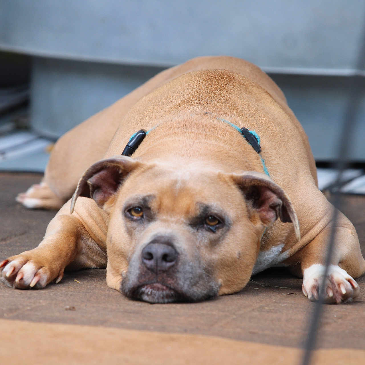 Star is registered to the contest to win money with this photo: animal, brown_fur, canine, close_up, collar, dog, domestic_animal, ears, expression, face, floor, lying_down, muzzle, nails, outdoor, paws, pet, quiet, relaxed, resting
