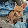 animal, bed, blanket, blue_blanket, brown_dog, canine, couch, cozy, cute, dog, furniture, indoor, pet, plush_toy, puppy, relaxing, resting, small_dog, soft_toy, stuffed_animal