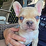 animal, blue_eyes, casual_clothing, close_up, cute, dog, french_bulldog, furniture, hand, outdoor, person, pet, portrait, puppy, relaxation, shed, summer, sunlight, tattoo, wicker_chair