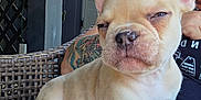 Loki joined the competition — help win amazing prizes! animal, backyard, closeup, cute, dog, expression, french_bulldog, furniture, lap, outdoor, person, pet, puppy, relaxing, shade, sitting, summer, sunlight, tattoo, wicker_chair
