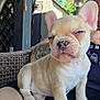 animal, backyard, closeup, cute, dog, expression, french_bulldog, furniture, lap, outdoor, person, pet, puppy, relaxing, shade, sitting, summer, sunlight, tattoo, wicker_chair