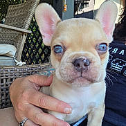 Loki is registered to the contest to win money with this photo: animal, blue_eyes, close_up, cute, dog, french_bulldog, furniture, hand, nail, outdoor, patio, person, pet, puppy, shade, shed, skin, sunlight, tattoo, wicker_chair