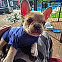 backyard, blue_shirt, camo_pants, canine, curious, dog, fence, french_bulldog, hammock, outdoor, person, pet, plants, pool, porch, puppy, relaxing, summer, sunlight, water_bowl