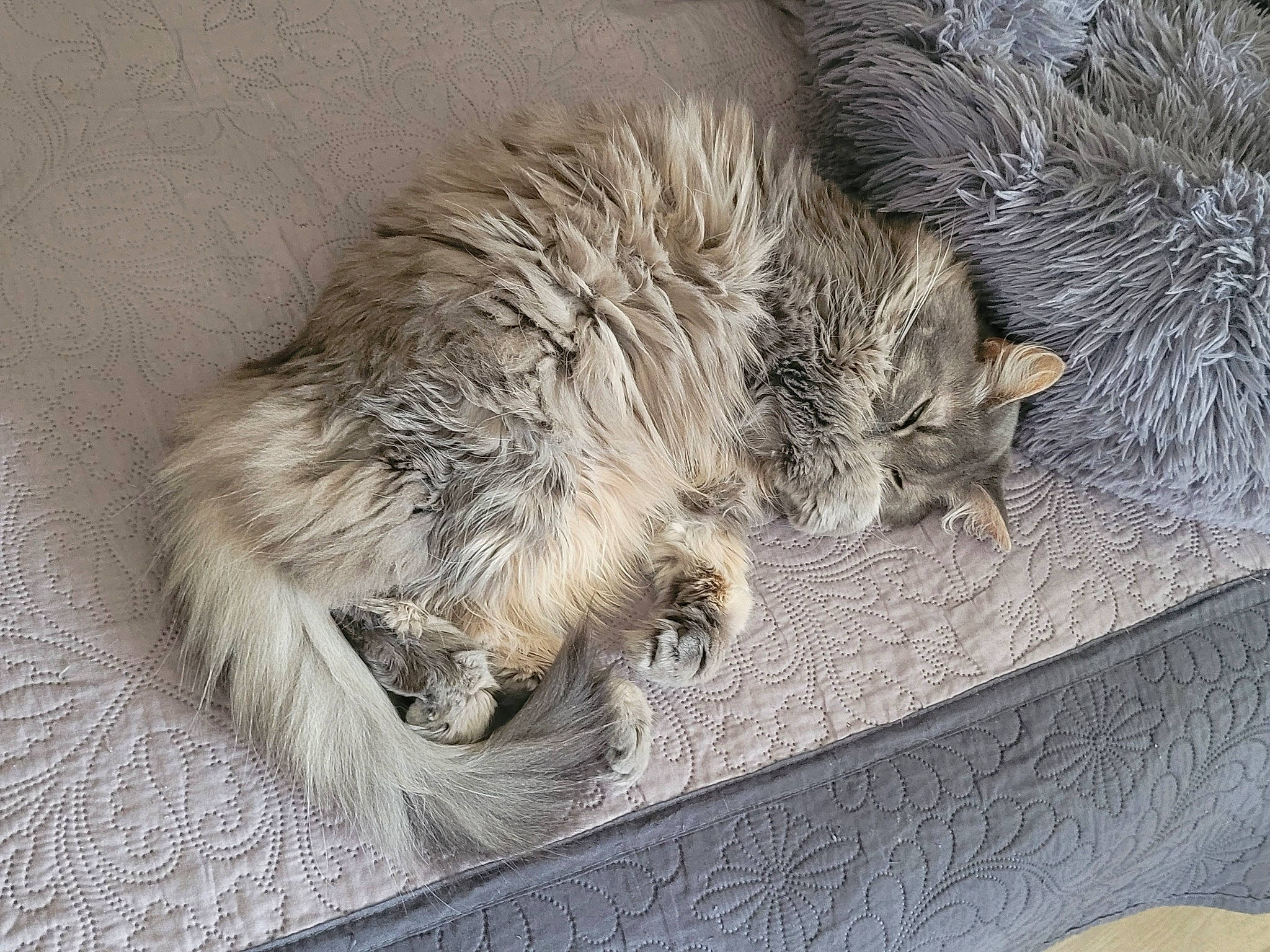 Manie participe au concours pour gagner de l'argent avec cette photo : british_longhair, carnivore, cat, claw, comfort, domestic_short_haired_cat, felidae, fur, grey, maine_coon, nap, paw, sleep, small_to_medium_sized_cats, snout, tail, terrestrial_animal, whiskers