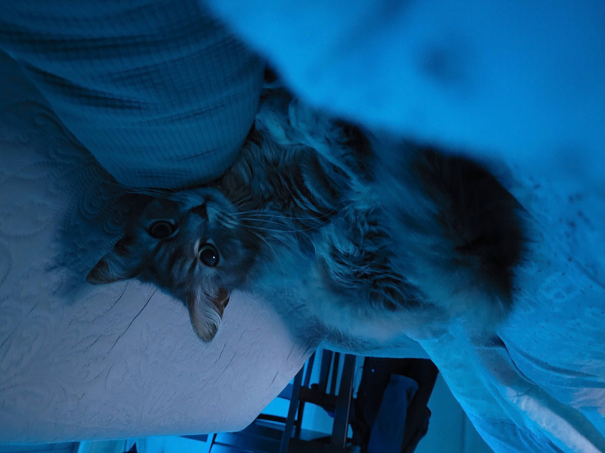 Manie participe au concours pour gagner de l'argent avec cette photo : azure, blue, canidae, carnivore, claw, domestic_short_haired_cat, electric_blue, feather, felidae, fur, gesture, grey, russian_blue, small_to_medium_sized_cats, sporting_group, tail, whiskers, wildlife, wing