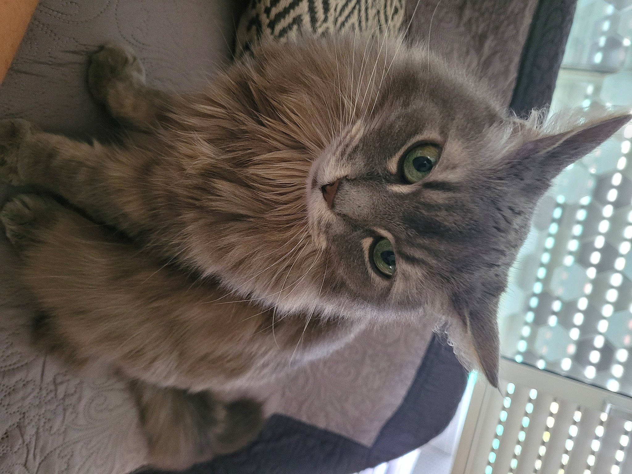 Manie a rejoint le concours — aidez-le/la à gagner de superbes lots ! carnivore, cat, chartreux, claw, comfort, domestic_short_haired_cat, ear, felidae, fur, paw, small_to_medium_sized_cats, snout, tail, terrestrial_animal, whiskers, wood