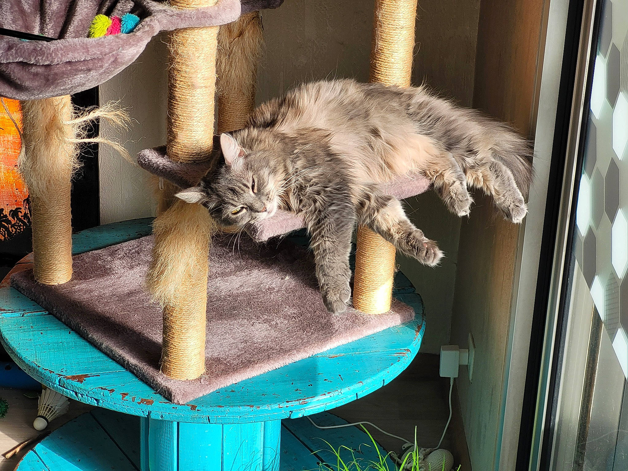 Manie a rejoint le concours — aidez-le/la à gagner de superbes lots ! animal_shelter, carnivore, cat, cat_supply, claw, domestic_short_haired_cat, felidae, fur, paw, plant, small_to_medium_sized_cats, table, tail, terrestrial_animal, whiskers, wildlife, wood