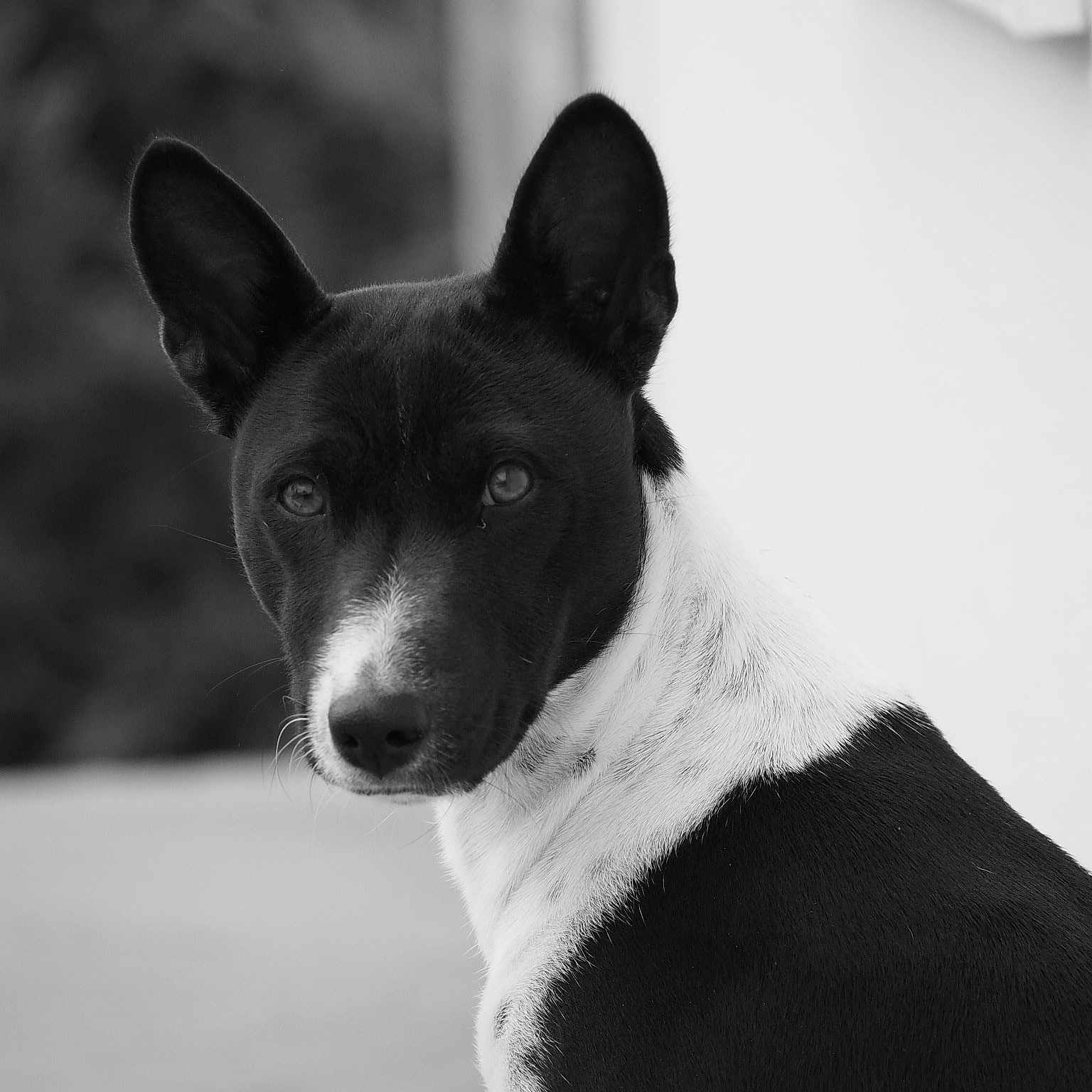Skar