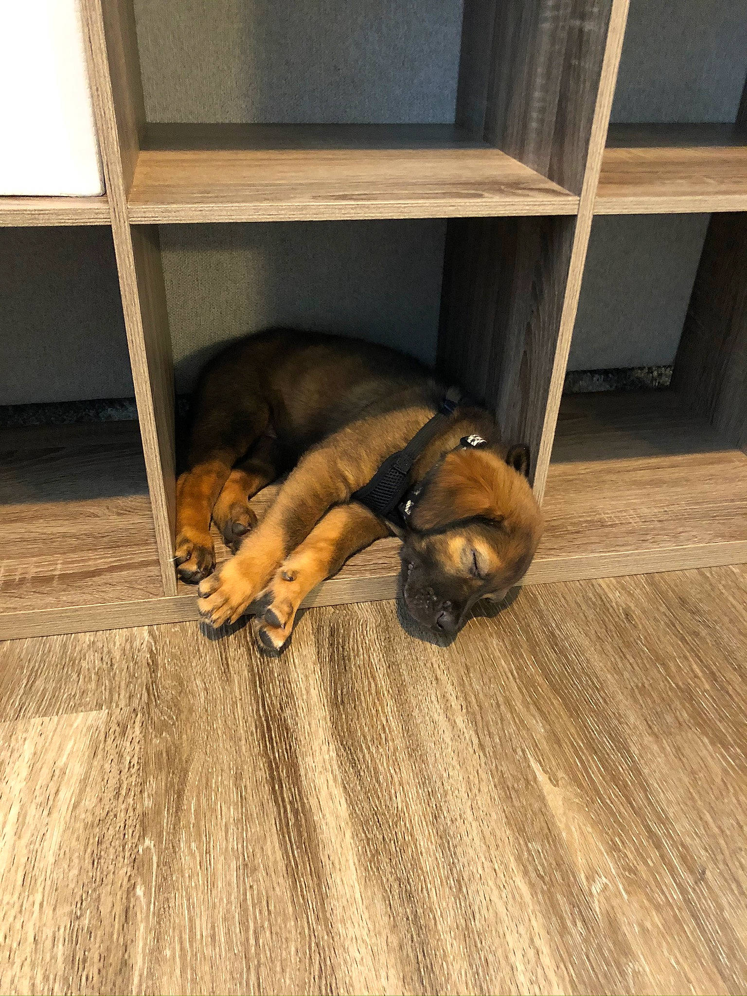 Appa is registered to the contest to win money with this photo: boerboel, bullmastiff, canidae, carnivore, companion_dog, dog, dog_breed, fawn, floor, flooring, hardwood, laminate_flooring, puppy, sporting_group, tile, wood, wood_flooring