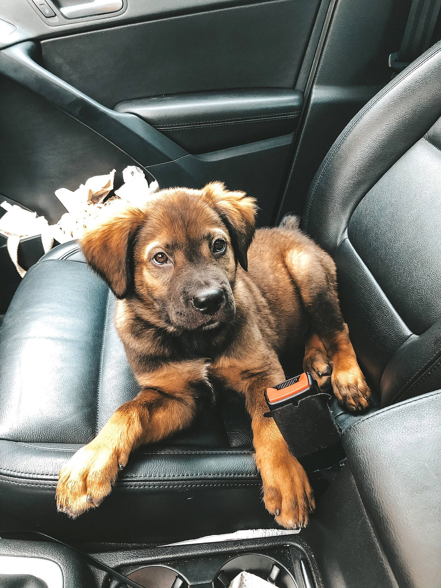 Appa joined the competition — help win amazing prizes! auto_part, canidae, car, car_seat, carnivore, companion_dog, dog, dog_breed, driving, fawn, puppy, snout, sporting_group, vehicle