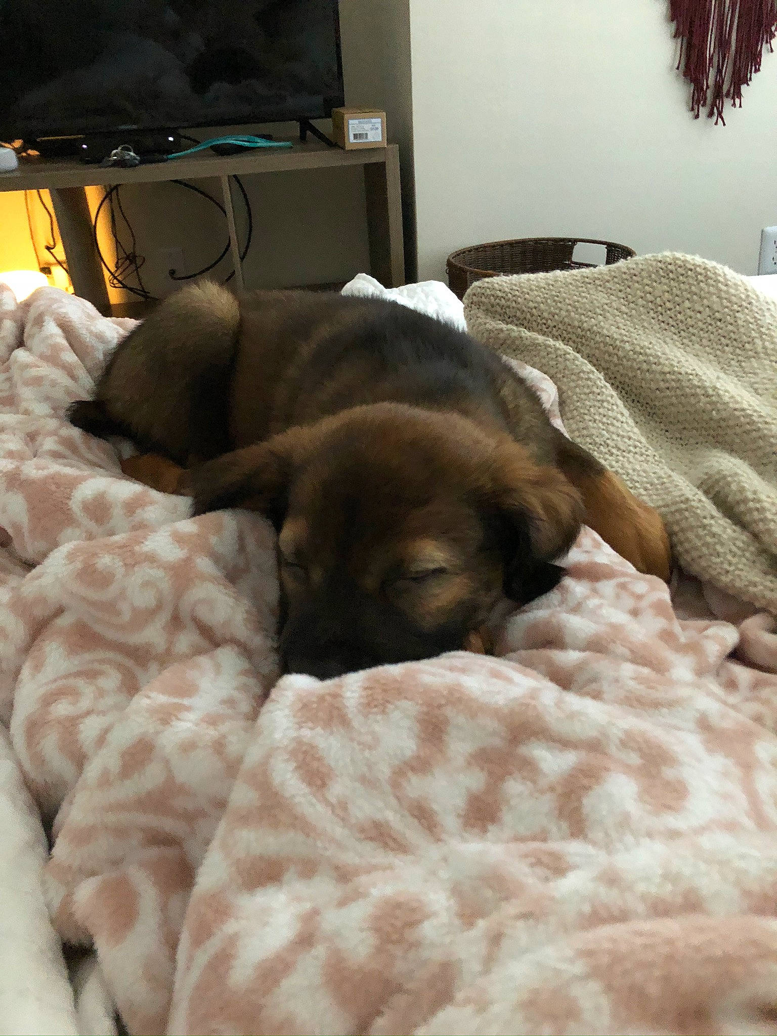 Appa joined the competition — help win amazing prizes! canidae, carnivore, comfort, companion_dog, dog, dog_breed, fawn, nap, pointer, puppy, snout, sporting_group