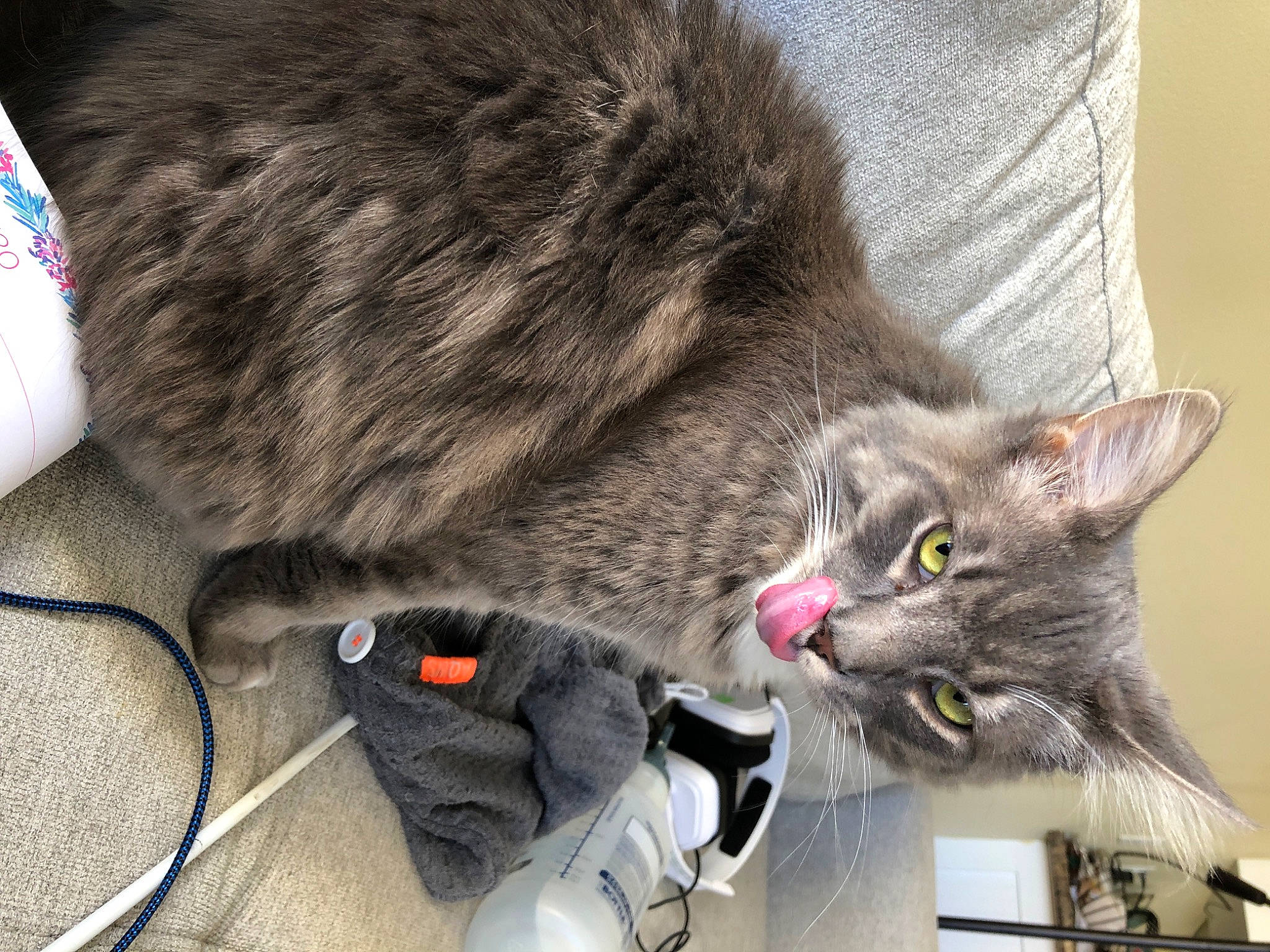 Rubby joined the competition — help win amazing prizes! asian, carnivore, cat, chartreux, domestic_short_haired_cat, dragon_li, ear, european_shorthair, felidae, fur, kitten, korat, mammal, nebelung, russian_blue, small_to_medium_sized_cats, snout, tabby_cat, whiskers