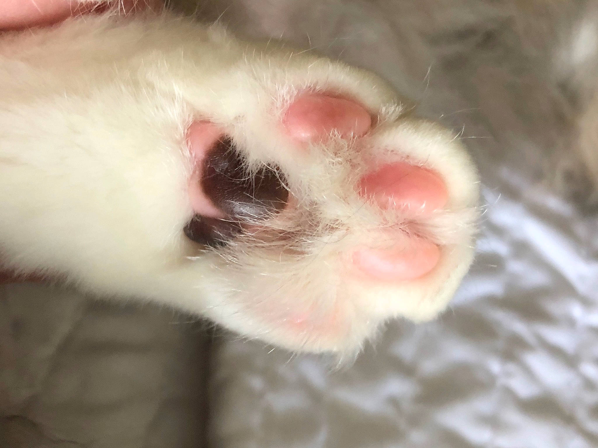 Rubby joined the competition — help win amazing prizes! carnivore, cat, claw, ear, fawn, felidae, fur, nose, paw, polydactyl_cat, skin, small_to_medium_sized_cats, snout, turkish_van, whiskers