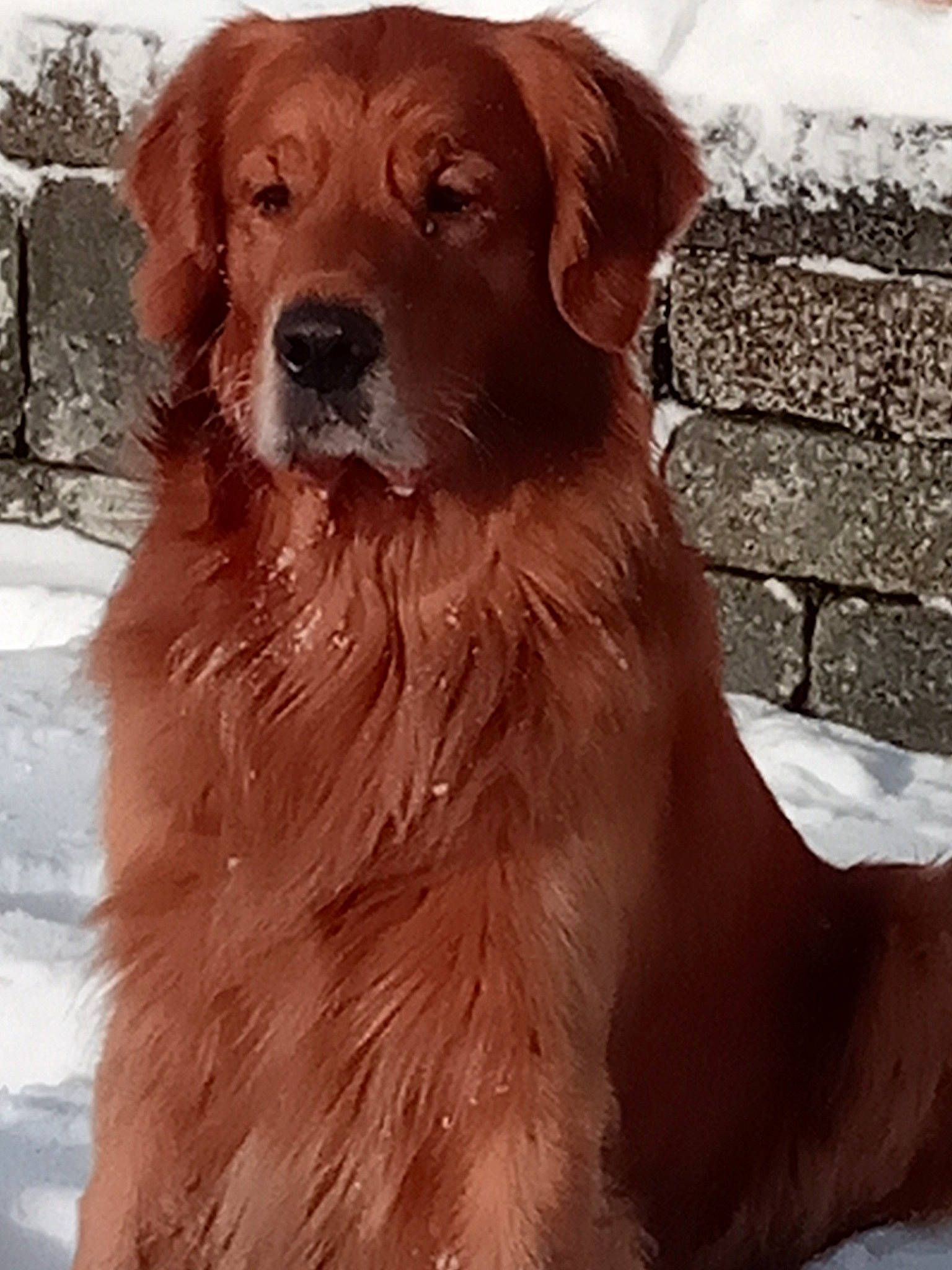 Mouss-caramel a rejoint le concours — aidez-le/la à gagner de superbes lots ! ancient_dog_breeds, canidae, carnivore, companion_dog, dog, dog_breed, dog_collar, fawn, fur, gun_dog, liver, snow, sporting_group, whiskers, winter, wood, working_animal, working_dog