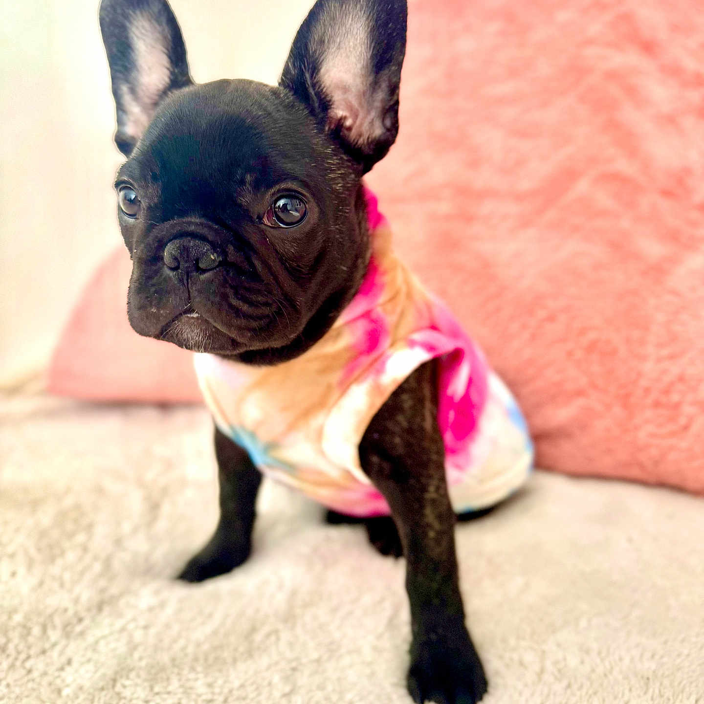 Frankie joined the competition — help win amazing prizes! animal, black_dog, blanket, companion, cute, dog, ears, french_bulldog, fur, indoors, looking_away, pet, pet_clothing, pillow, portrait, puppy, sitting, soft_texture, tie_dye_shirt, young_dog