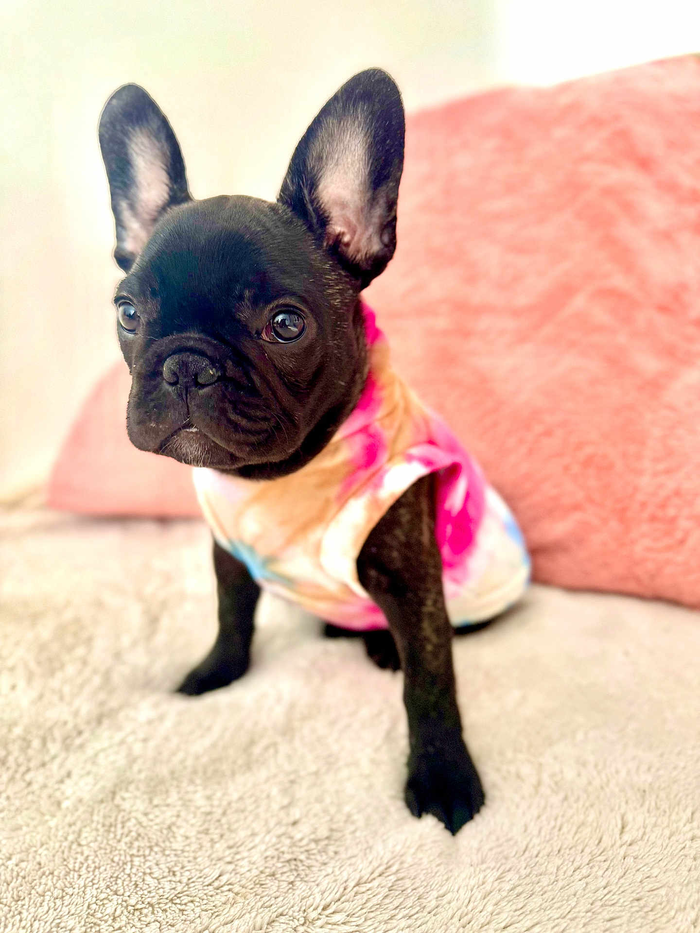 Frankie