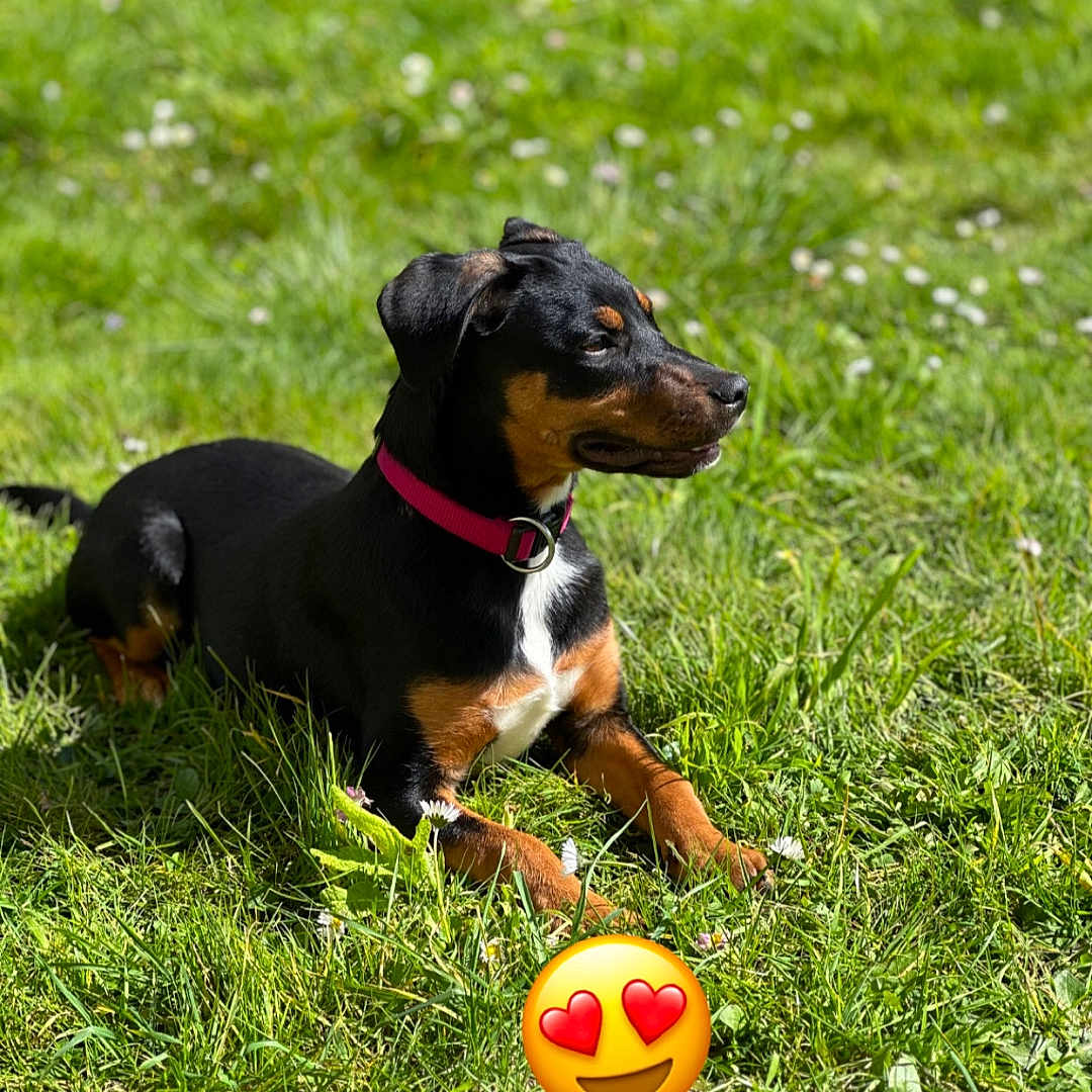 Ryder participe au concours pour gagner de l'argent avec cette photo : animal, ball, canine, dog, field, football, grass, grassland, hound, lawn, nature, pet, plant, puppy, soccer, soccerball, sphere, sport, tennis, tennisball