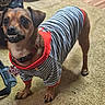 Tumtum is registered to the contest to win money with this photo: animal, black_nose, brown_fur, carpet, clothing, collar, cute, dog, domestic, ears, funny_teeth, indoor, looking_up, mischievous_expression, paws, pet, small_dog, standing, striped_shirt, tag