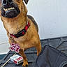 Tumtum is registered to the contest to win money with this photo: animal, black_bag, black_nose, brown_fur, cigarette_pack, close_up, collar, dog, funny_expression, grinning, indoor, pet, plastic_surface, red_collar, small_dog, standing, tag, teeth, tongue_hidden, white_wall