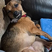 Tumtum is registered to the contest to win money with this photo: animal, blue_towel, brown_dog, canine, closeup, companion, couch, cozy, cute, dog, furniture, home, indoor, pet, playful_expression, red_collar, relaxed, resting, smiling, teeth