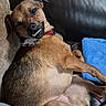 animal, blue_towel, brown_dog, canine, closeup, companion, couch, cozy, cute, dog, furniture, home, indoor, pet, playful_expression, red_collar, relaxed, resting, smiling, teeth