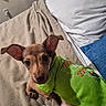 animal, bed, blanket, brown_fur, camera_facing, close_up, clothing, cozy, cute, dog, floppy_ears, green_shirt, home, indoors, large_eyes, pet, pillow, portrait, puppy, sitting