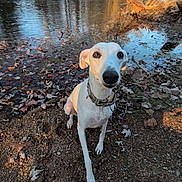 Marsali joined the competition — help win amazing prizes! animal, autumn_leaves, calm, collar, curious, daylight, dog, fall, ground, nature, outdoor, pet, reflection, riverbank, rocks, scenery, sitting, trees, water, white_dog