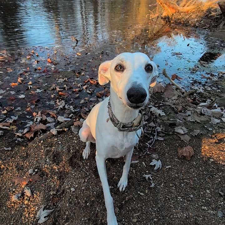 Marsali joined the competition — help win amazing prizes! animal, autumn_leaves, calm, collar, curious, daylight, dog, fall, ground, nature, outdoor, pet, reflection, riverbank, rocks, scenery, sitting, trees, water, white_dog
