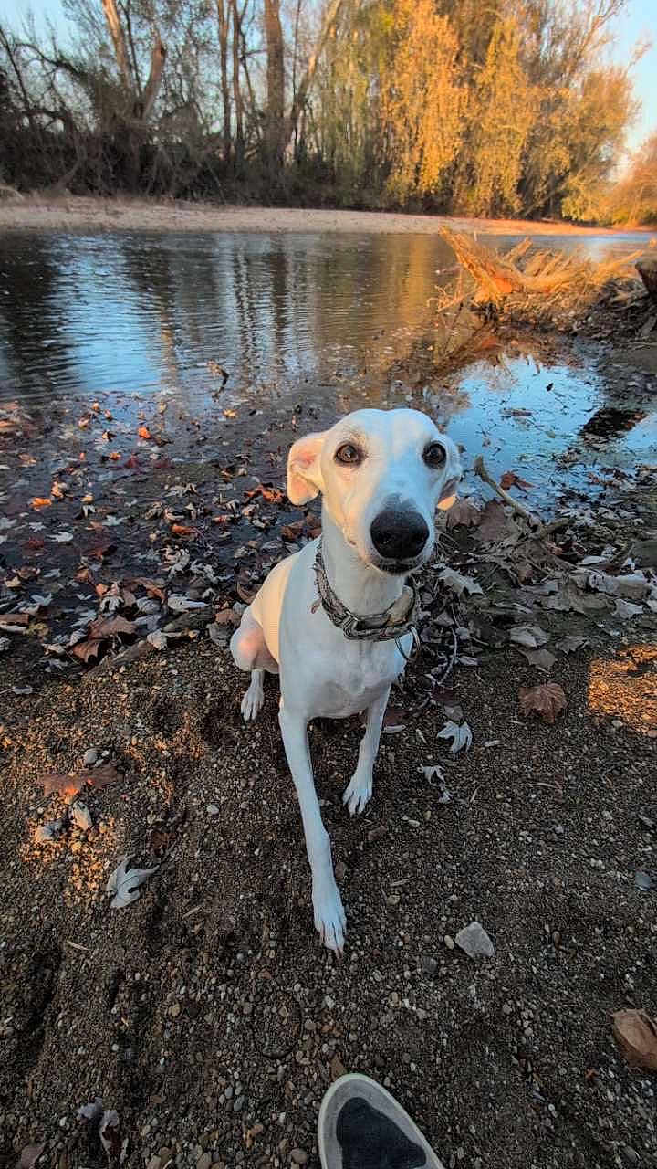 Marsali joined the competition — help win amazing prizes! animal, autumn_leaves, calm, collar, curious, daylight, dog, fall, ground, nature, outdoor, pet, reflection, riverbank, rocks, scenery, sitting, trees, water, white_dog