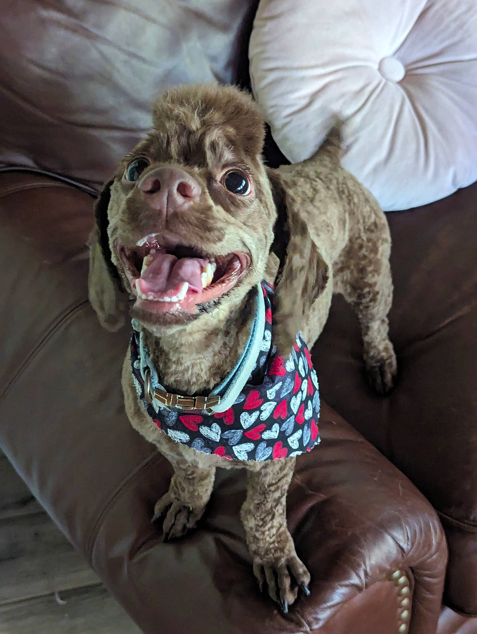 Kratos is registered to the contest to win money with this photo: canidae, carnivore, collar, companion_dog, dog, dog_breed, dog_collar, dog_supply, fashion_accessory, fawn, fur, leash, liver, pointing_breed, retriever, snout, spaniel, sporting_group, working_animal, zombie