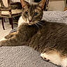 blanket, cat, chair, cozy, curious, dining_room, eyes, feline, flowers, fur, gray_cat, home, indoor, paws, pet, relaxed, table, texture, whiskers, white_fur
