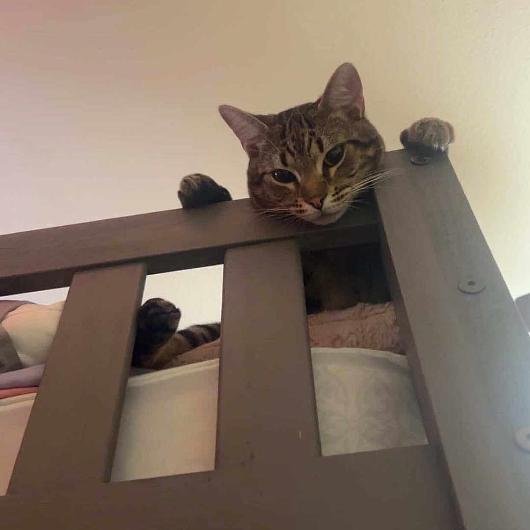 Jasper is registered to the contest to win money with this photo: cat, tabby, wooden_railing, paws, curious, indoor, pet, feline, resting, looking_down, close_up, head, ears, whiskers, home, bedroom, soft_light, animal, cute, playful