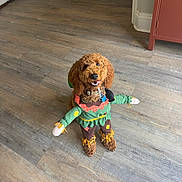 Lincoln is registered to the contest to win money with this photo: dog, costume, scarecrow, pet, indoor, wooden_floor, brown_dog, curly_fur, smiling, happy, flooring, cabinet, red_cabinet, home, footwear, shoe, toy, decor, collar, playful
