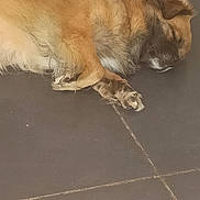 Simba participe au concours pour gagner de l'argent avec cette photo : dog, sleeping, floor, tile, fur, pet, resting, indoor, cute, animal, canine, relaxed, paw, muzzle, brown, cozy, quiet, calm, domestic, companion