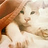Winston joined the competition — help win amazing prizes! cat, white_cat, sleeping, relaxed, cozy, blanket, bed, indoor, pet, feline, whiskers, paws, pink_nose, white_fur, close_up, portrait, soft_lighting, warm_tones, resting, cute